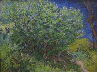 Bush
